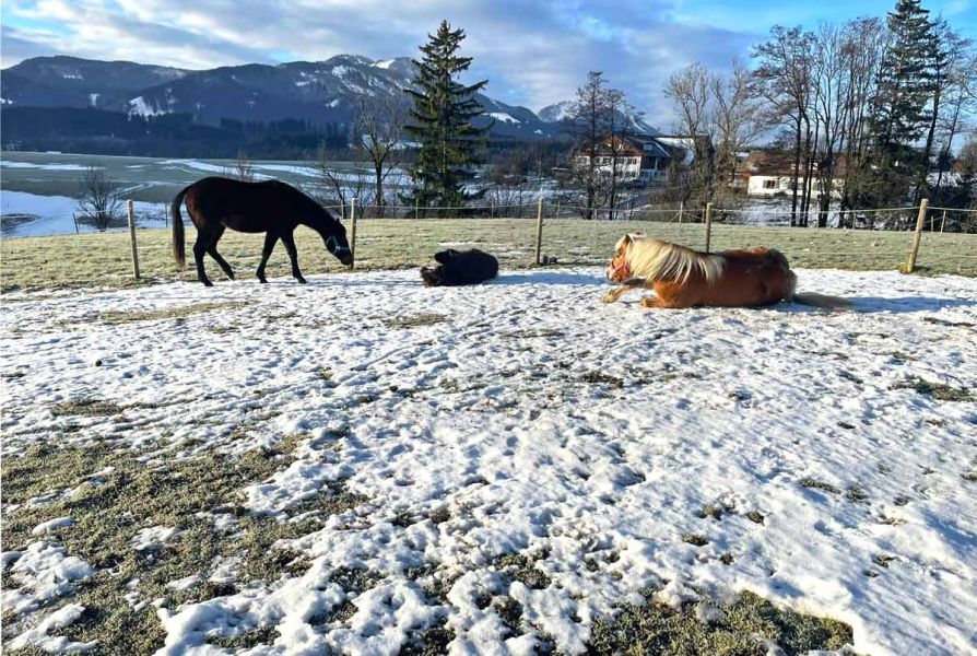 Pferde ruhen sich auf der Wiese aus