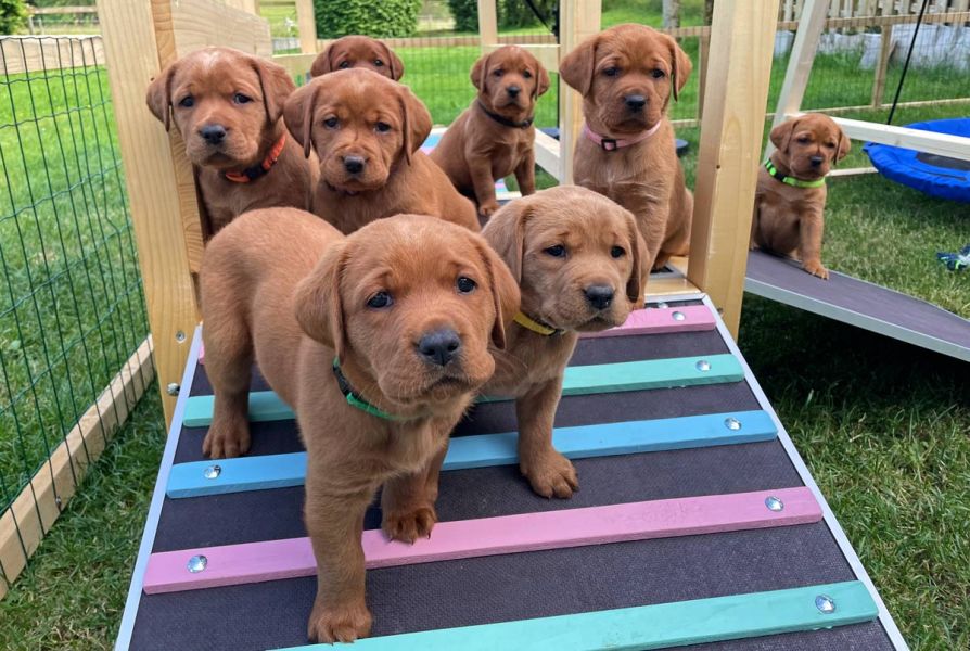 Süße Labrador Welpen