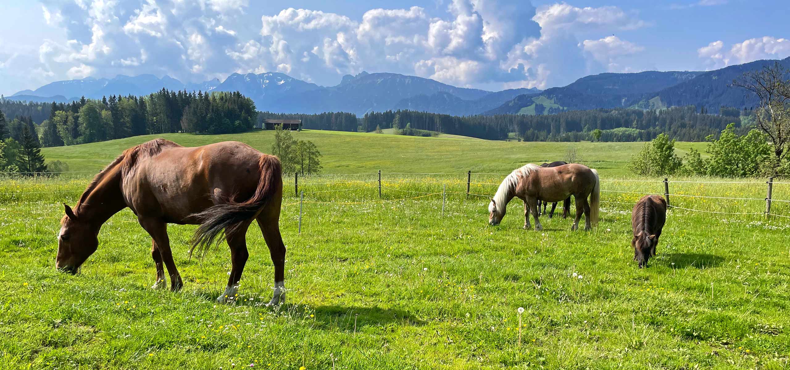 Alpen Panoramahof, Herzlich willkommen im Ostallgäu, Urlaub auf dem Ferienhof in Nesselwang