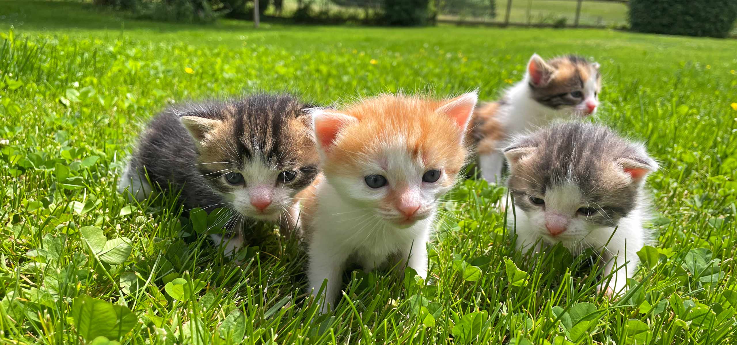 Alpen Panoramahof, Herzlich willkommen im Ostallgäu, Urlaub auf dem Ferienhof in Nesselwang