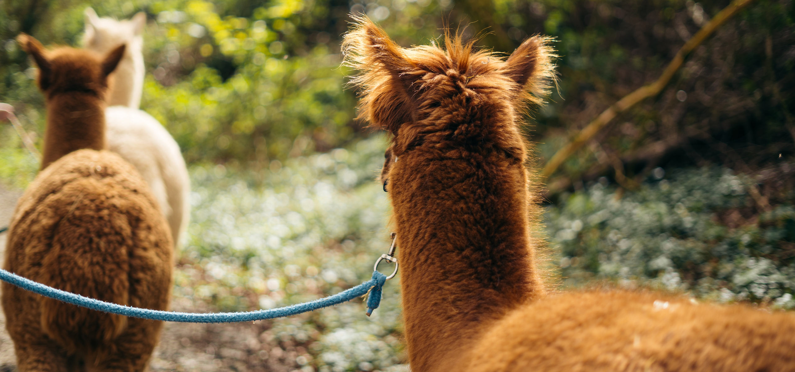 Alpen Panoramahof, Herzlich willkommen im Ostallgäu, Urlaub auf dem Ferienhof in Nesselwang