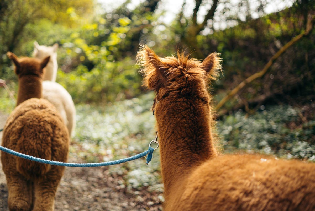 Erlebnisse und Aktivitäten im Allgäu bei gutem und schlechtem Wetter