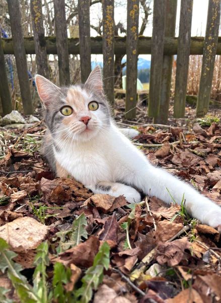 Süße Katze zum Streicheln und Spielen