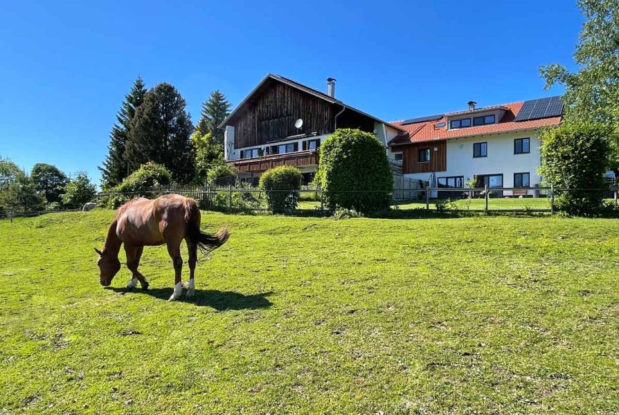 Pferde vor unserem Hof auf der Wiese