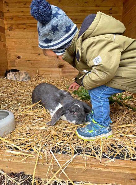 Hasen zum streicheln und lieb haben
