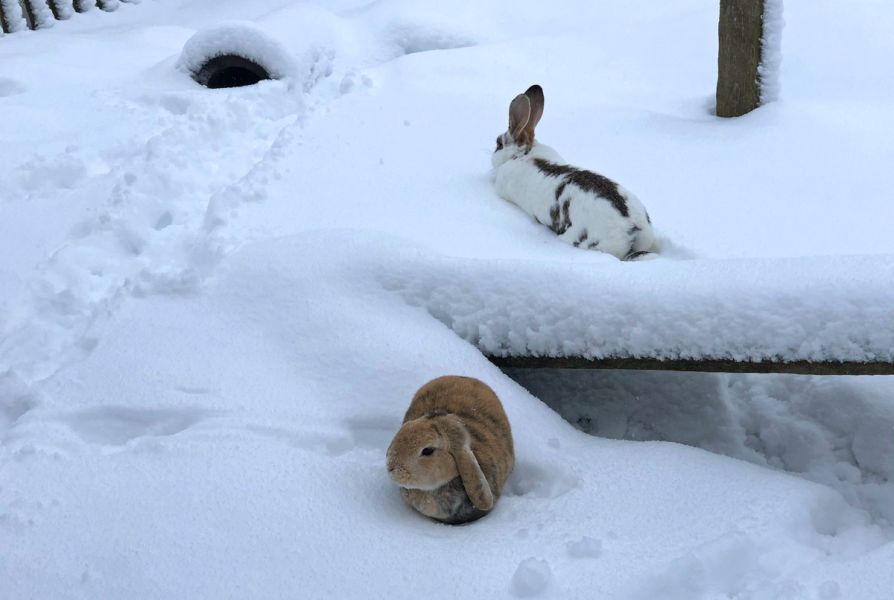 Unsere Hasen haben Spaß im Schnee